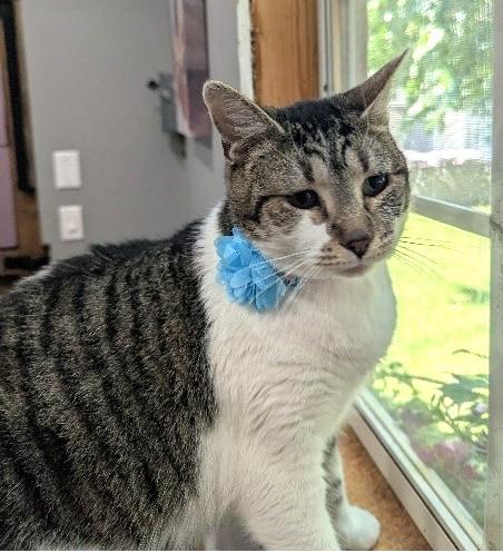 Alice, an adoptable Domestic Short Hair, Tabby in Waverly, IA, 50677 | Photo Image 1