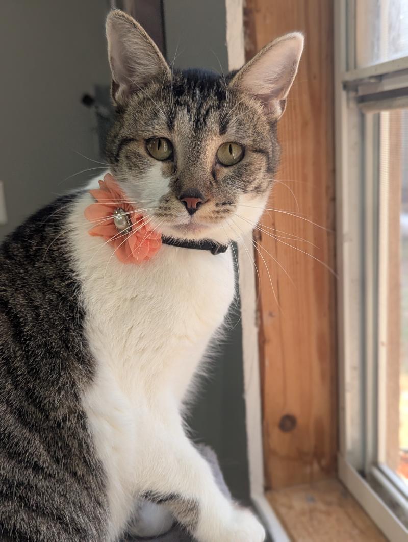Alice, an adoptable Domestic Short Hair, Tabby in Waverly, IA, 50677 | Photo Image 2
