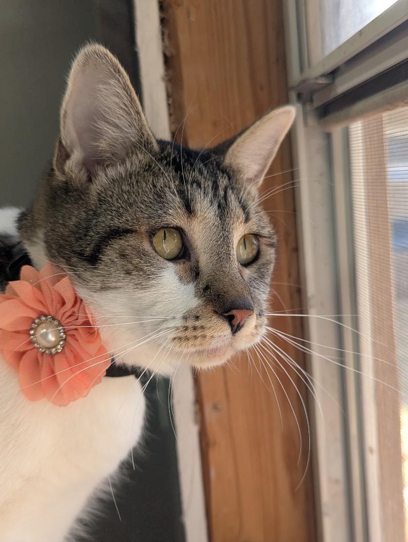 Alice, a Adoptable mixed breed in Waverly, IA image 4/6