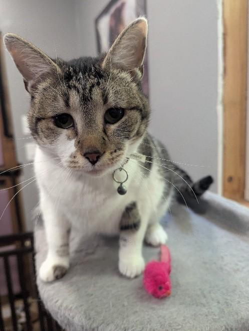 Alice, an adoptable Domestic Short Hair, Tabby in Waverly, IA, 50677 | Photo Image 3