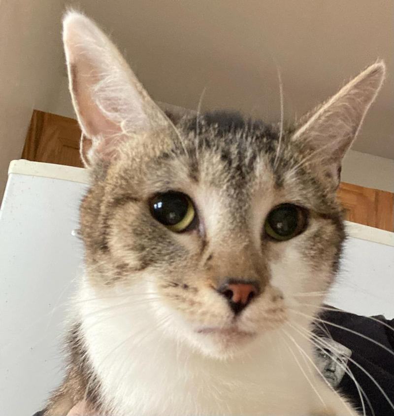 Alice, an adoptable Domestic Short Hair, Tabby in Waverly, IA, 50677 | Photo Image 6