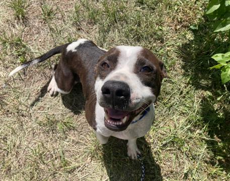 Bailey, Adopted, Adult Female American Staffordshire Terrier & Labrador Retriever.