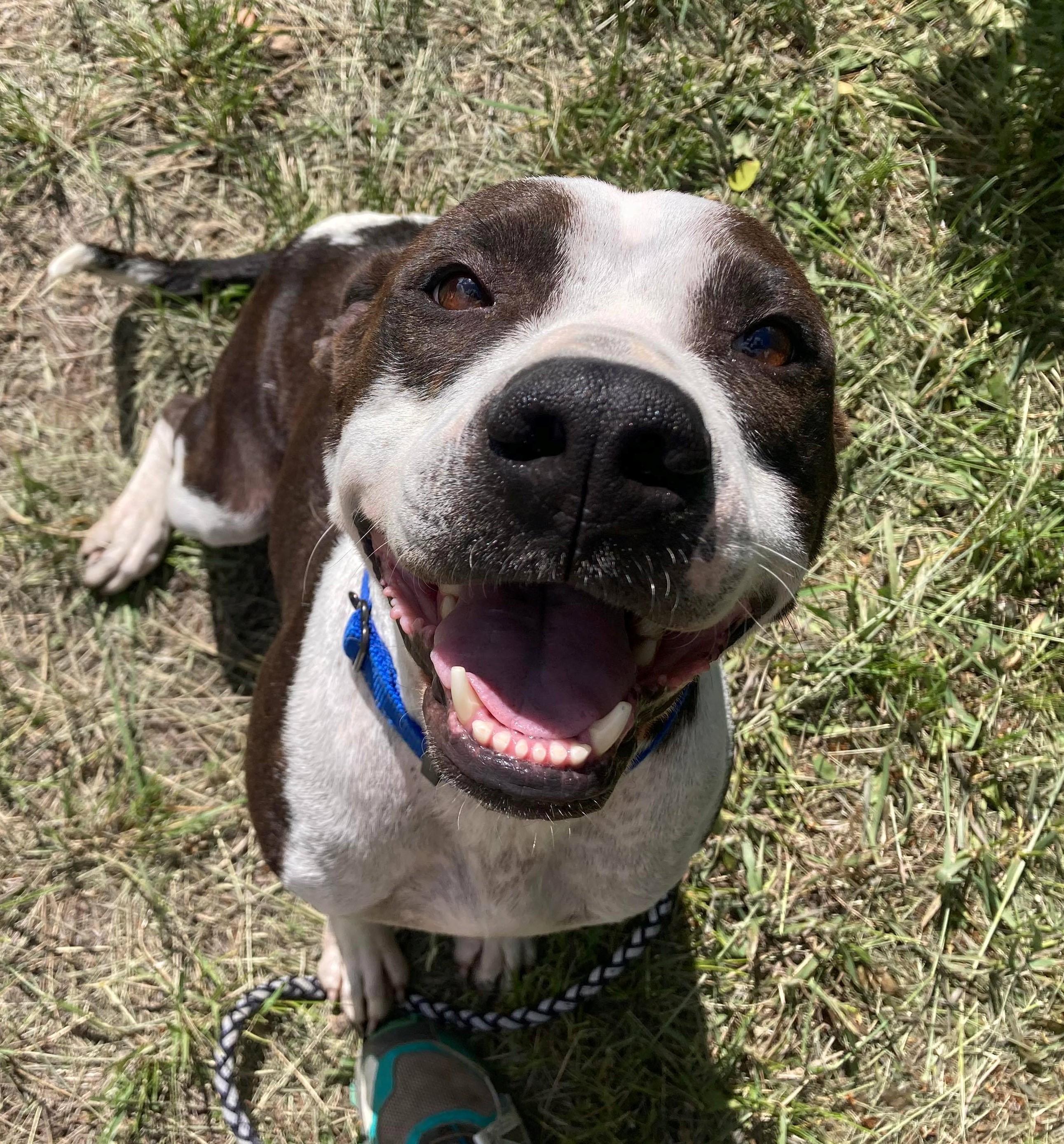 Bailey, a Adopted mixed breed in RYE, CO image 2/3