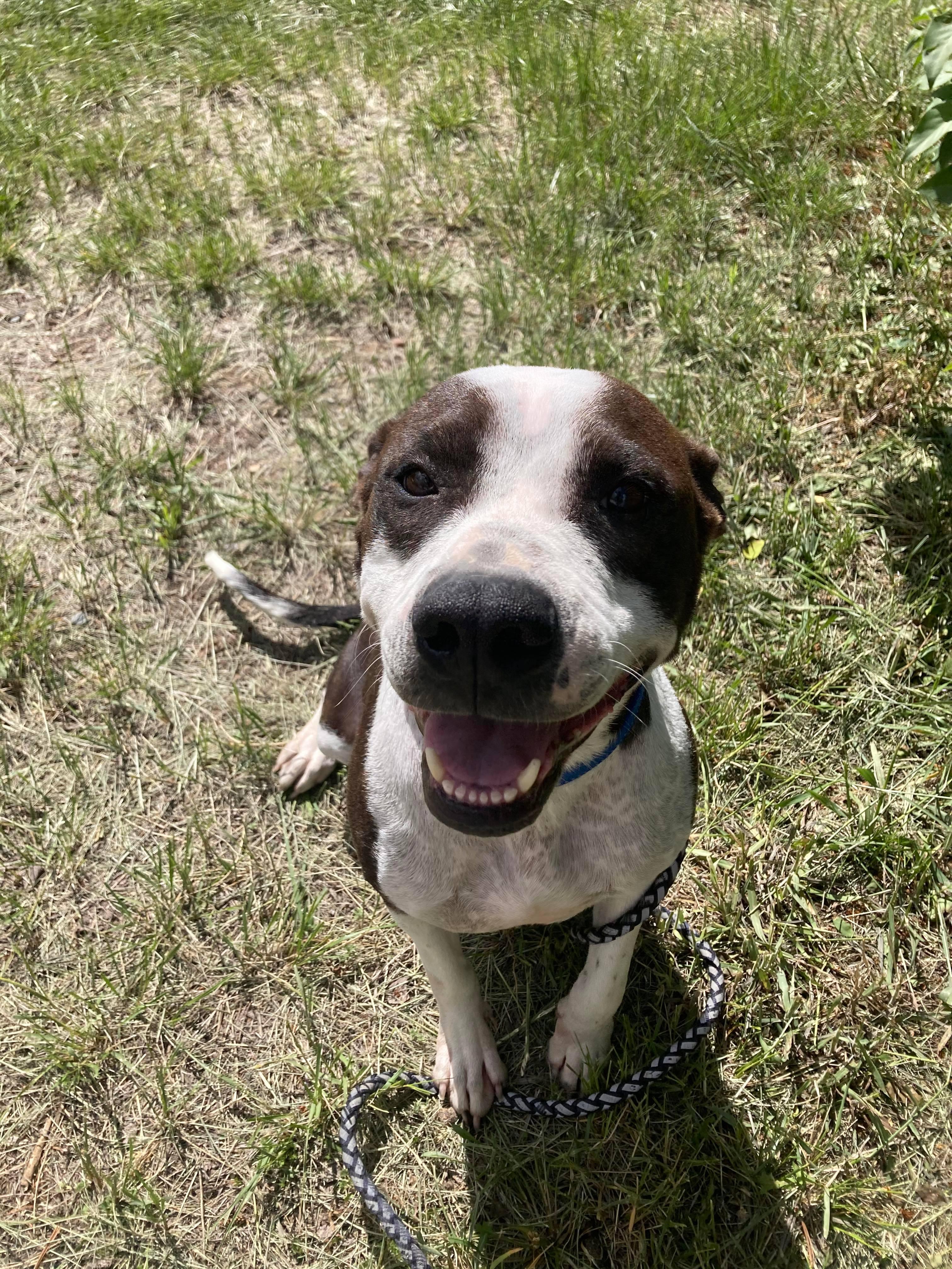 Bailey, a Adopted mixed breed in RYE, CO image 3/3