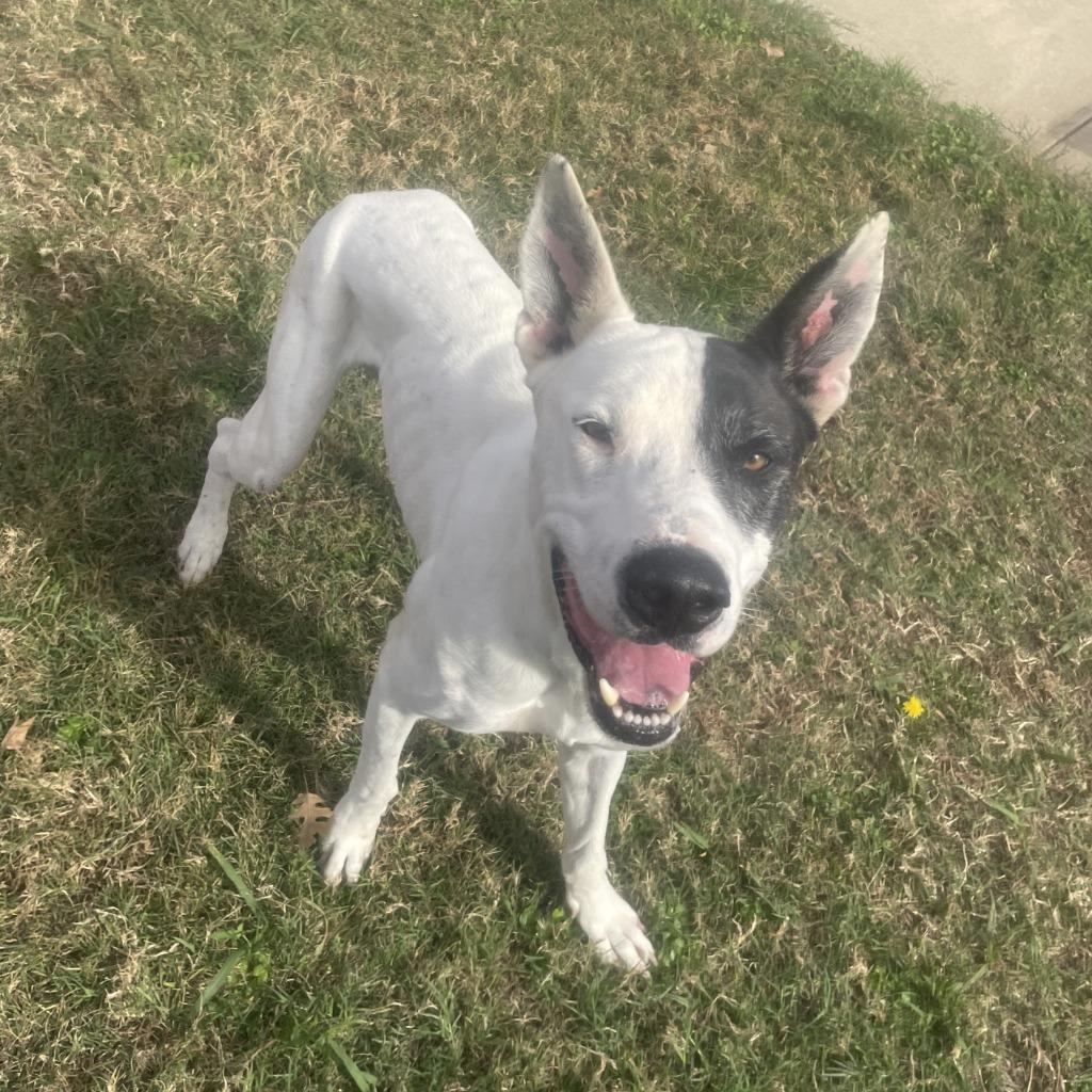 Oakley, a Adoptable mixed breed in Brenham, TX image 2/6