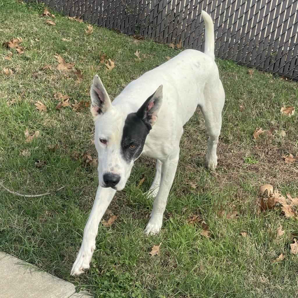 Oakley, a Adoptable mixed breed in Brenham, TX image 5/6