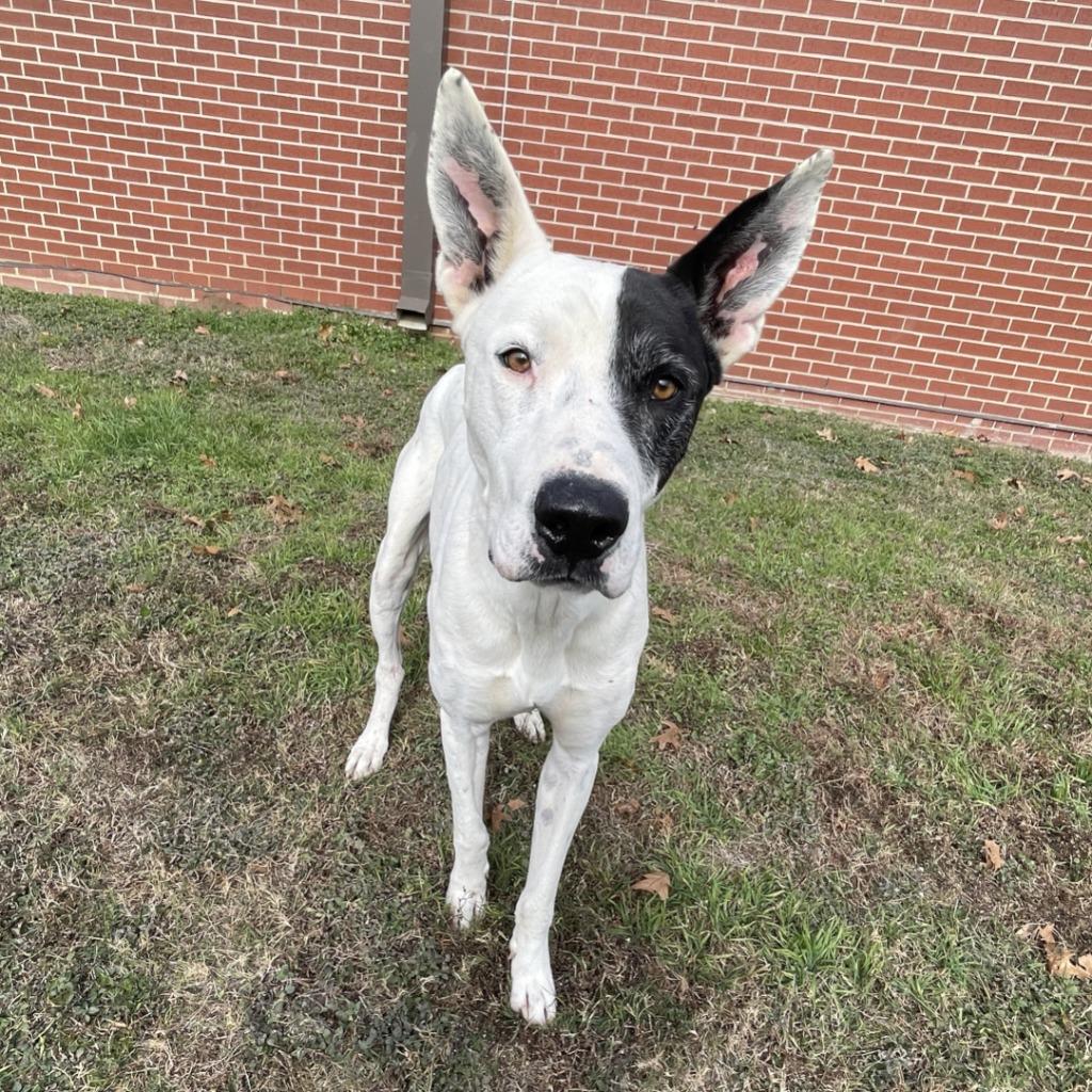 Oakley, a Adoptable mixed breed in Brenham, TX image 6/6