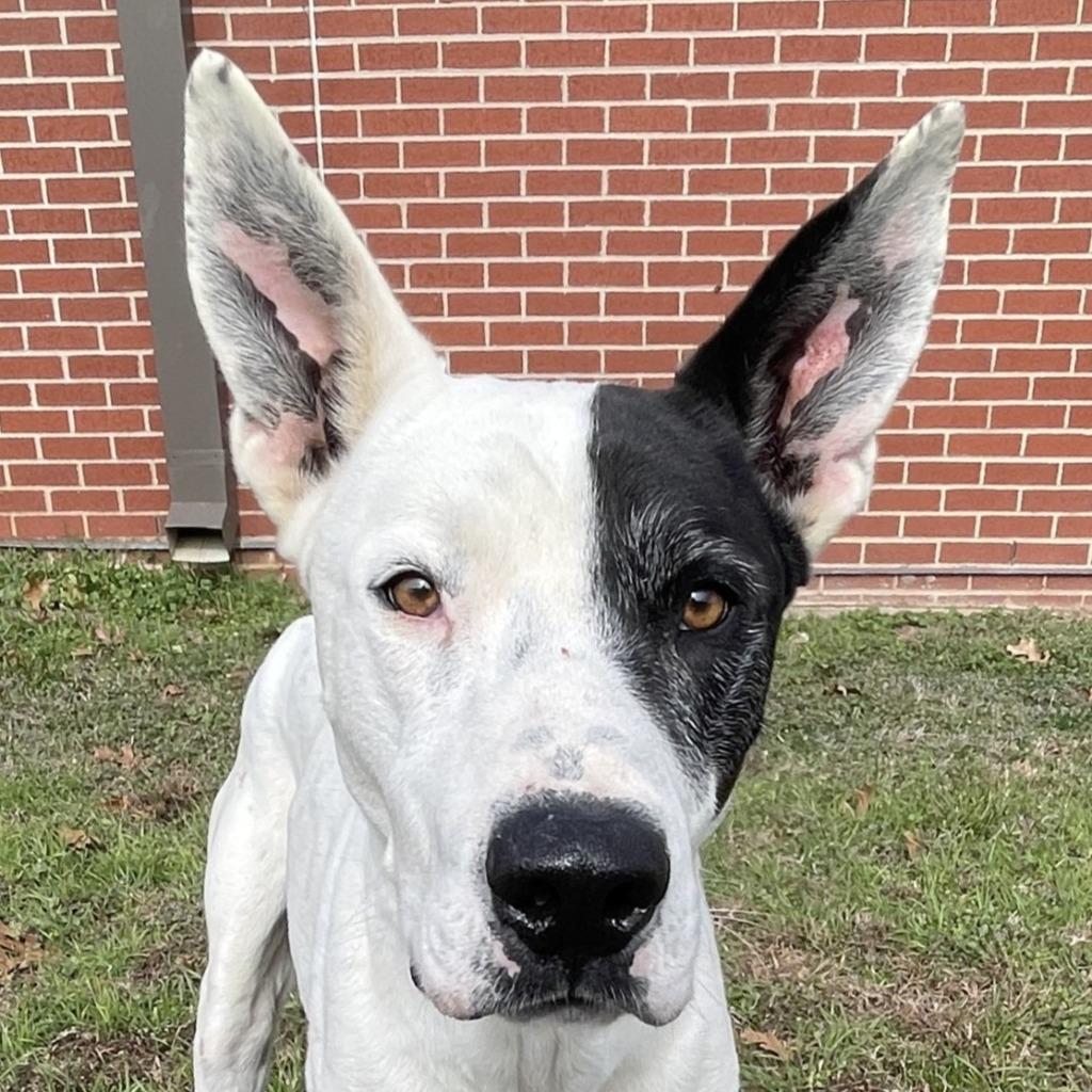 Oakley, Adoptable, Adult Male Mixed Breed.