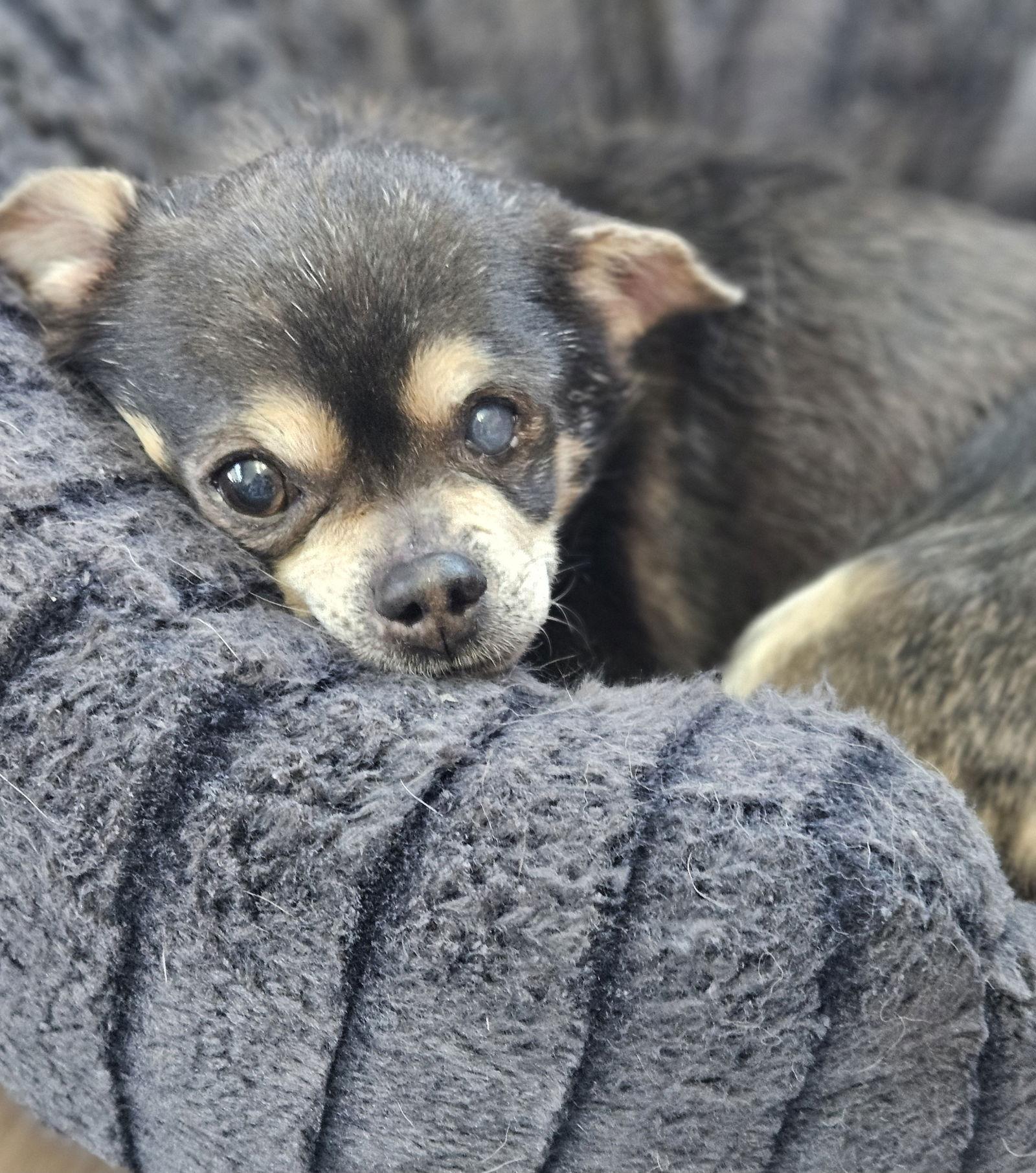 Baby D6151, Adoptable, Senior Male Chihuahua.