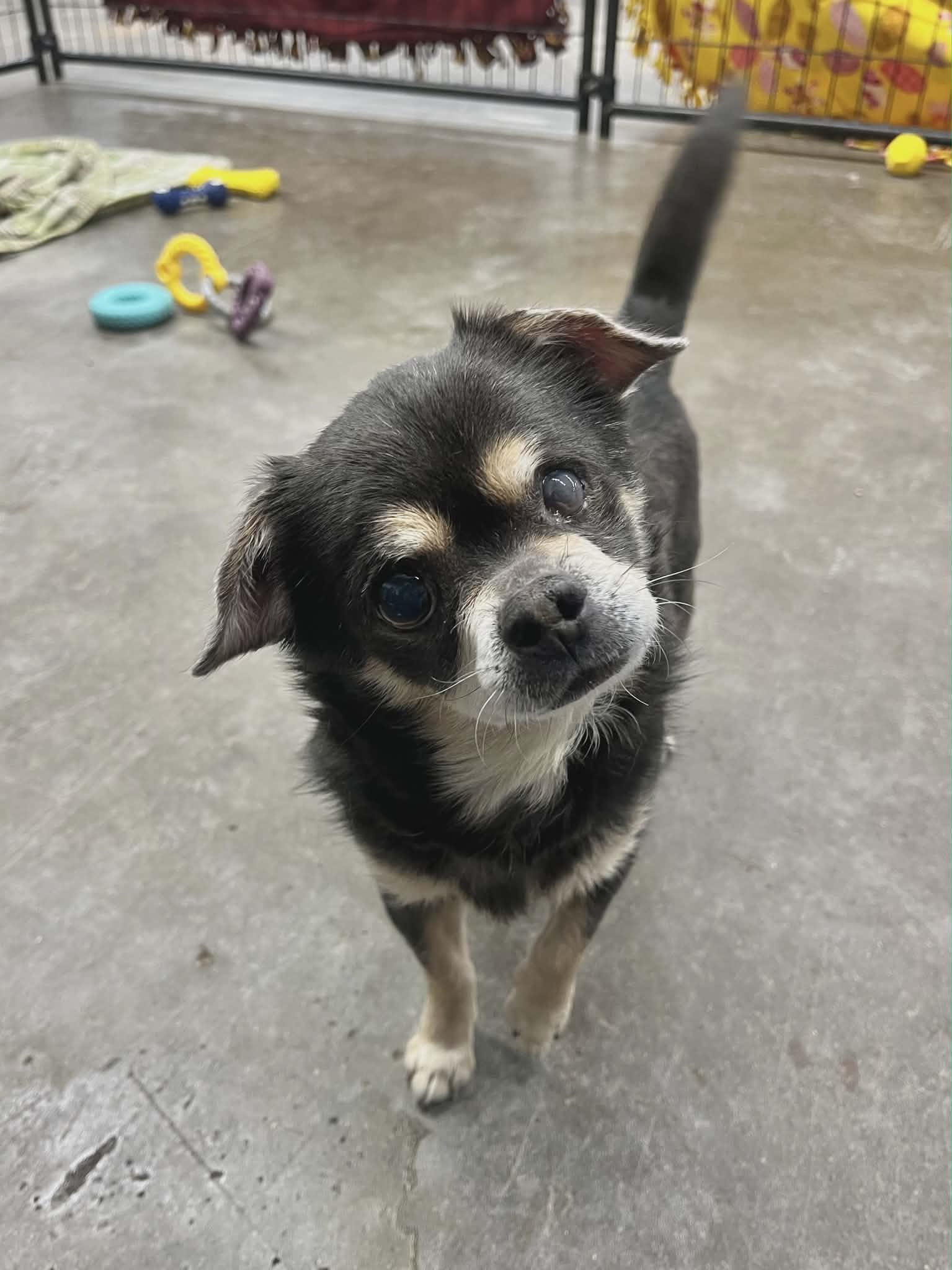 Baby D6151, Adoptable, Senior Male Chihuahua.