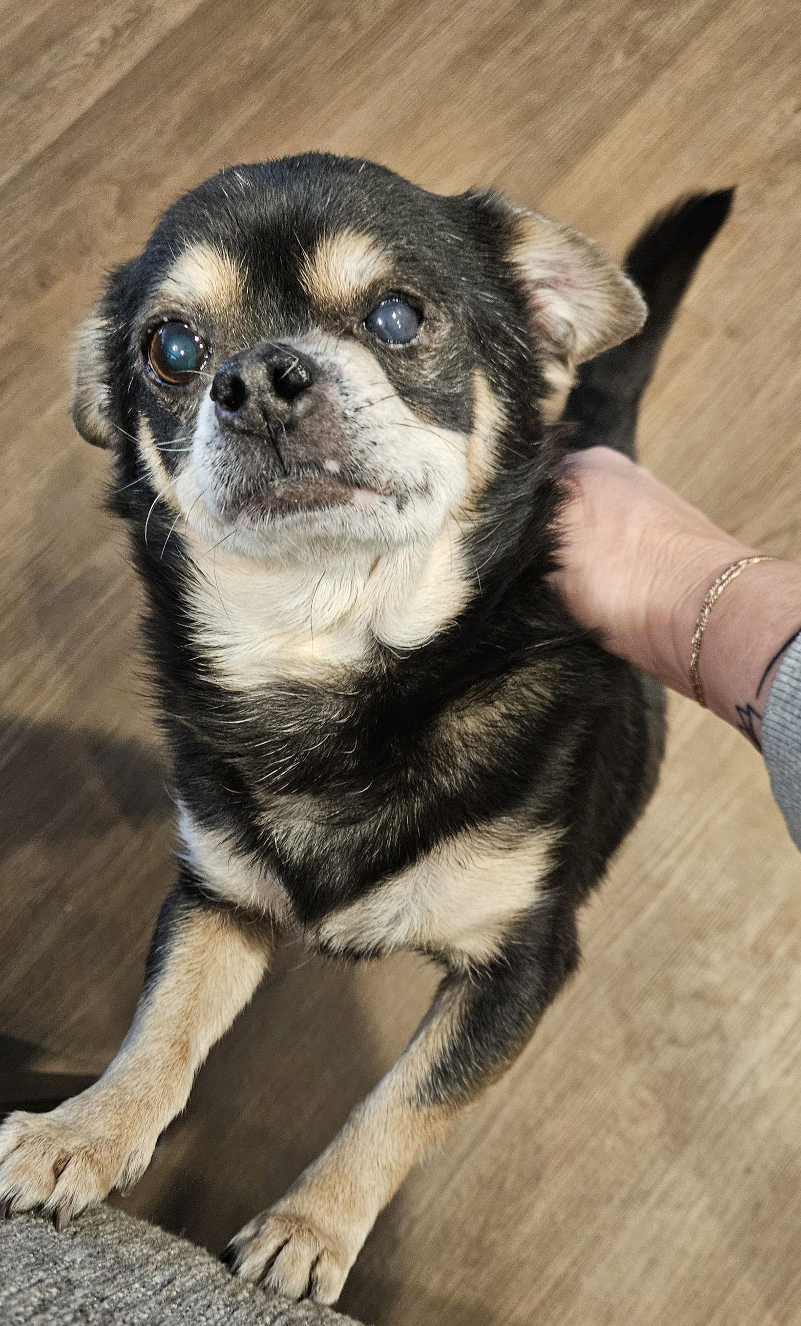 Enlarge Baby D6151, a Adoptable Chihuahua in minneapolis, MN image 2/2