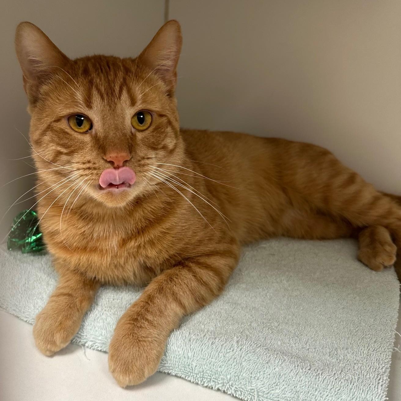 Enlarge Ginger Jr. , an adopted Domestic Short Hair in Norwalk, CT image 3/4