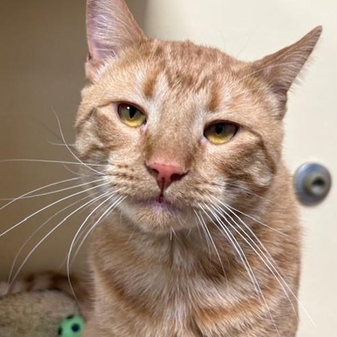 Ginger Jr. , adopted, Young Male Domestic Short Hair.