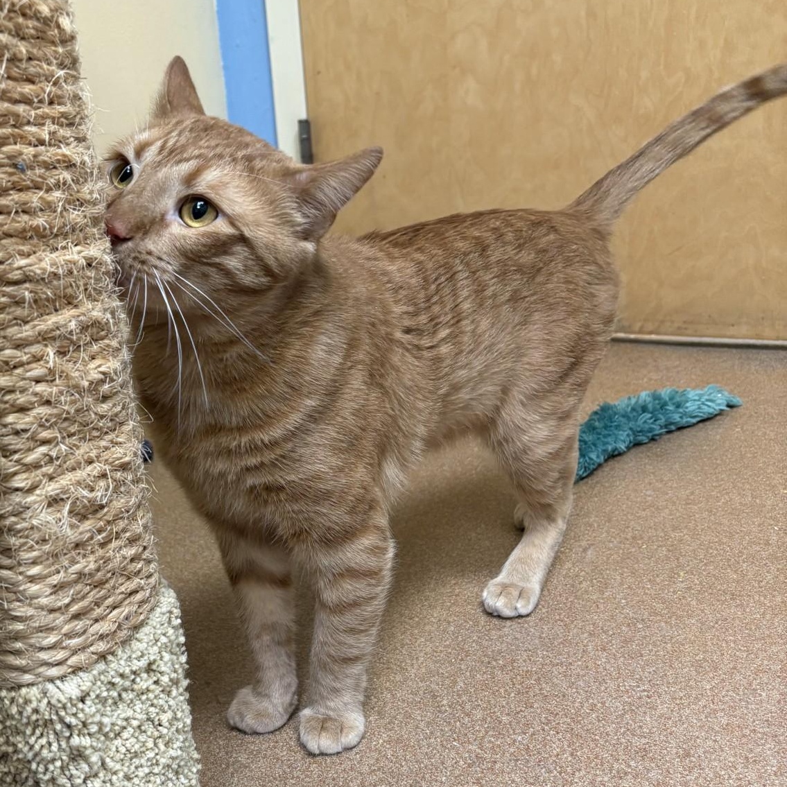 Enlarge Ginger Jr. , an adopted Domestic Short Hair in Norwalk, CT image 4/4