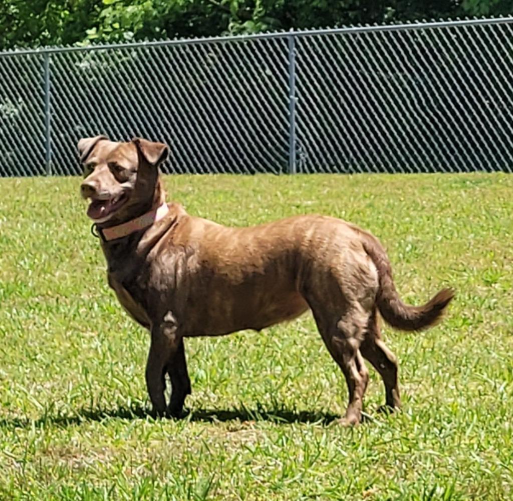 Laura Ann, ADOPTABLE, Senior • Female, Labrador Retriever & Chow Chow.