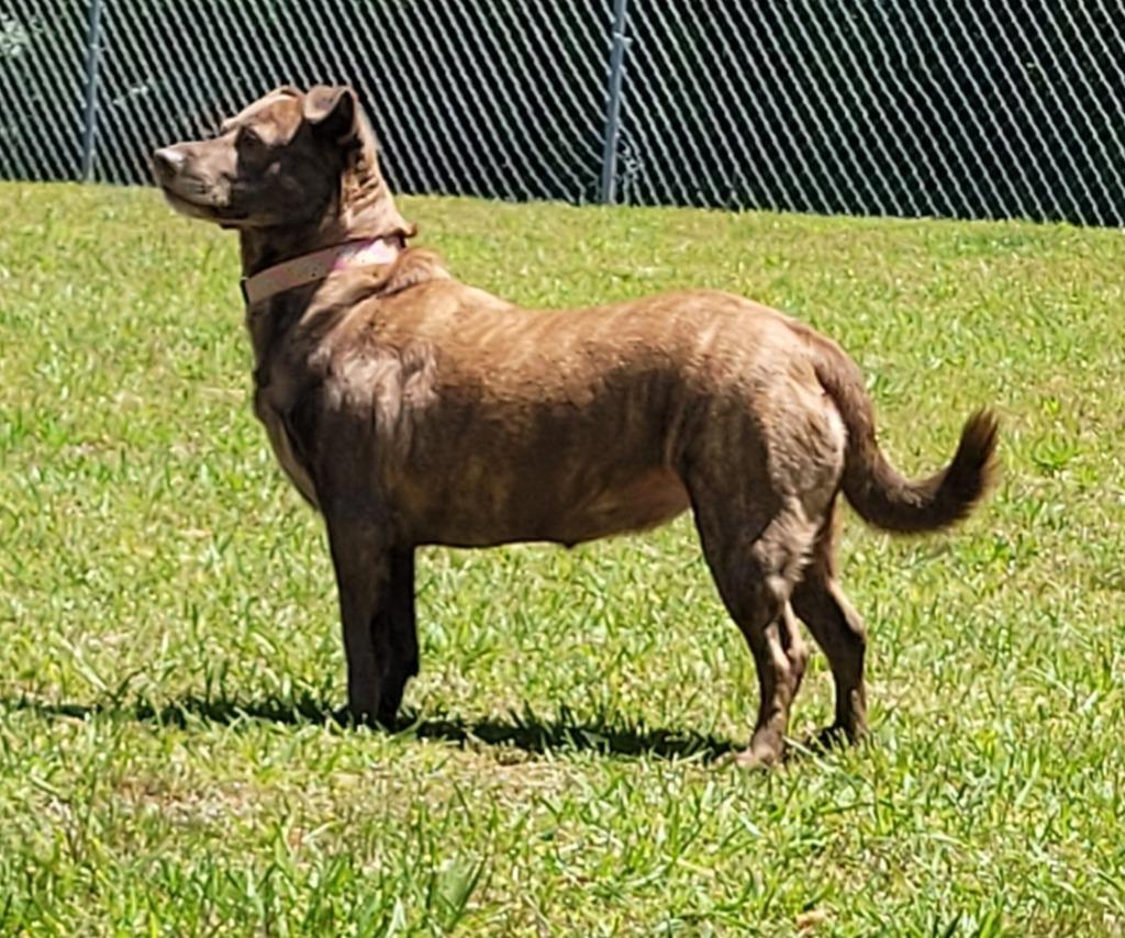 Enlarge Laura Ann, a Adoptable mixed breed in Lawrenceburg, TN image 2/3
