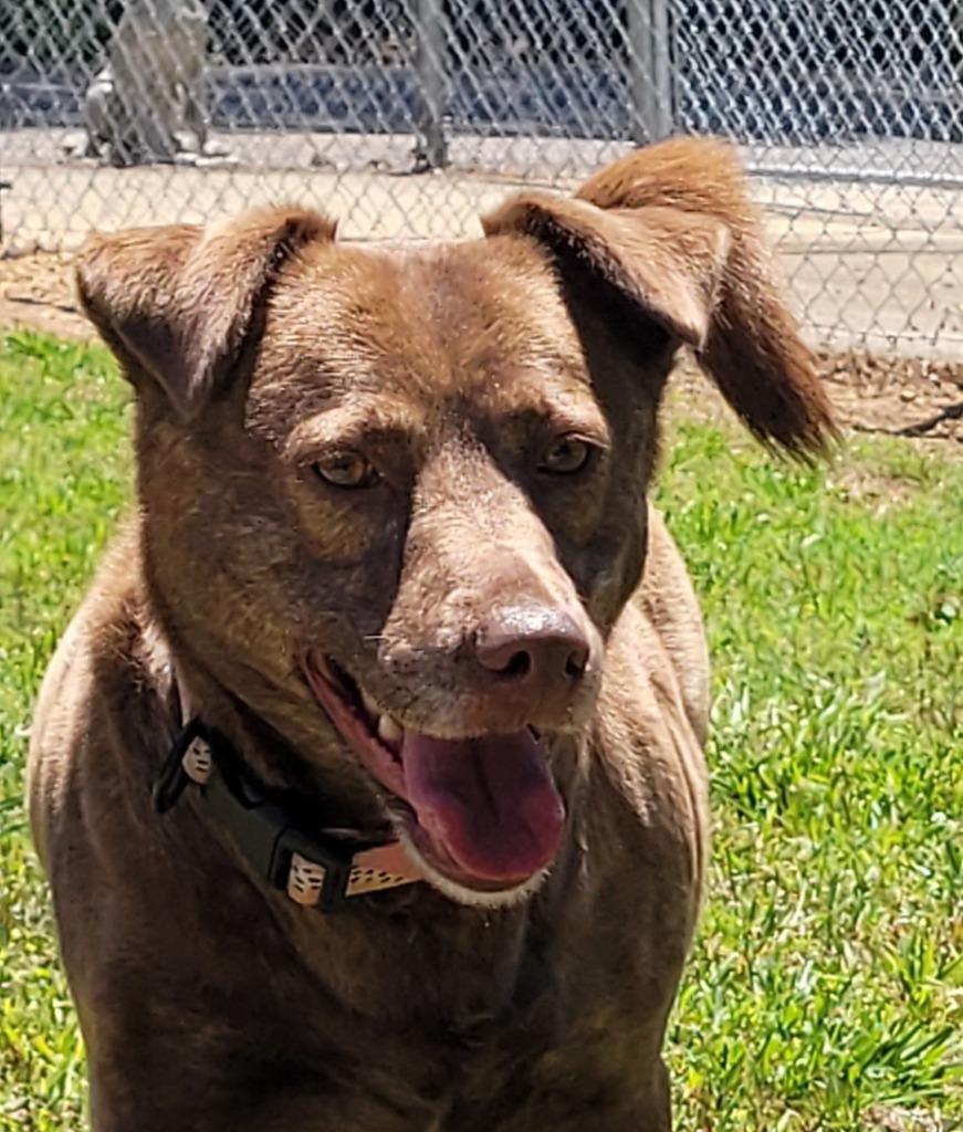 Enlarge Laura Ann, a Adoptable mixed breed in Lawrenceburg, TN image 3/3