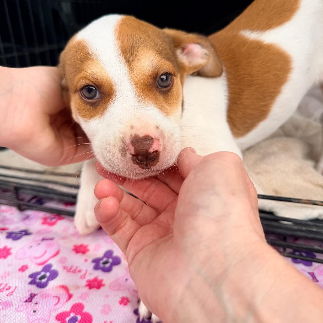 Amber (in PA), a Adoptable mixed breed in Huntsville, AL image 1/6