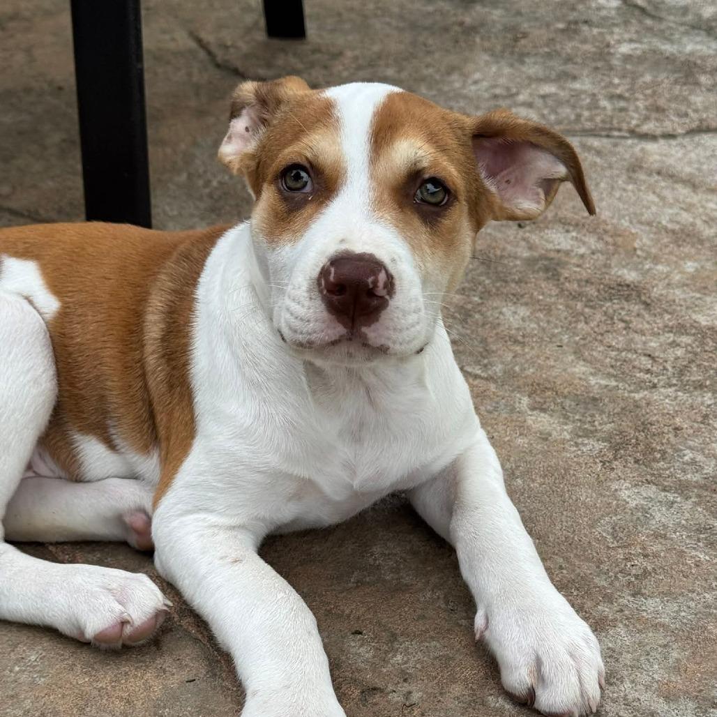 Amber (in PA), a Adoptable mixed breed in Shoemakersville, PA image 1/6
