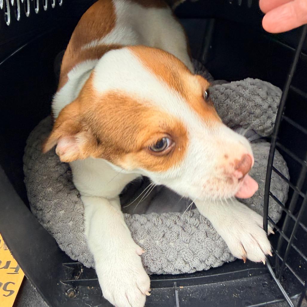 Amber (in PA), a Adoptable mixed breed in Huntsville, AL image 2/6
