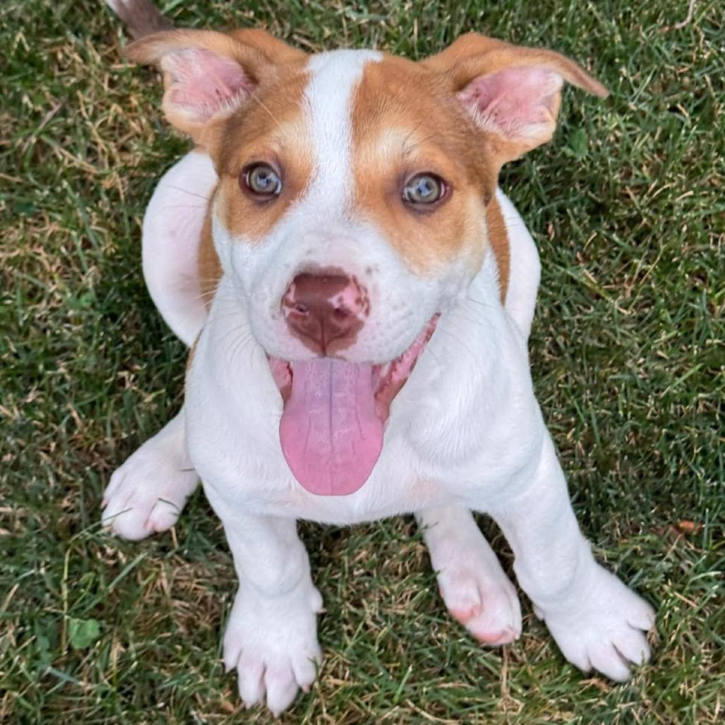 Amber (in PA), a Adoptable mixed breed in Huntsville, AL image 3/6