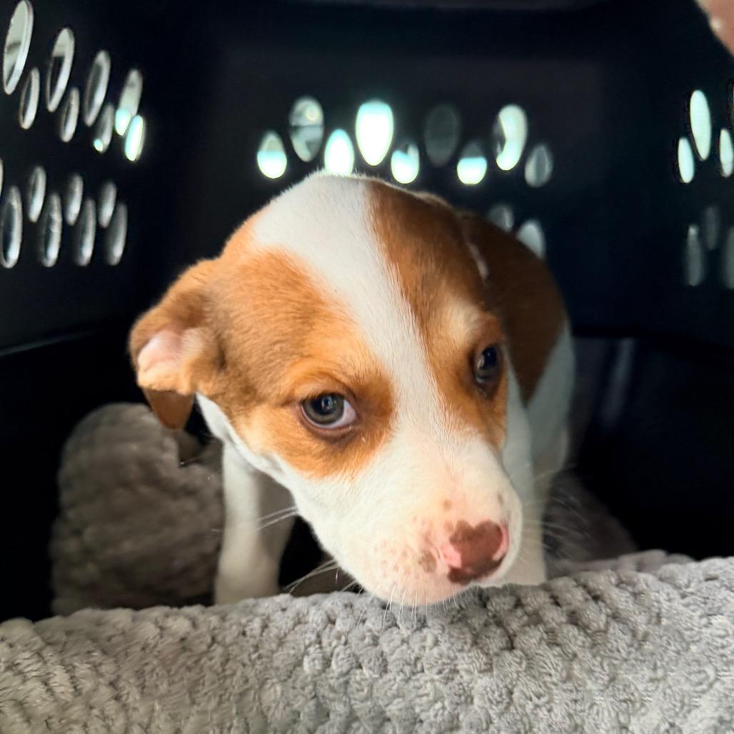 Amber (in PA), a Adoptable mixed breed in Huntsville, AL image 4/6