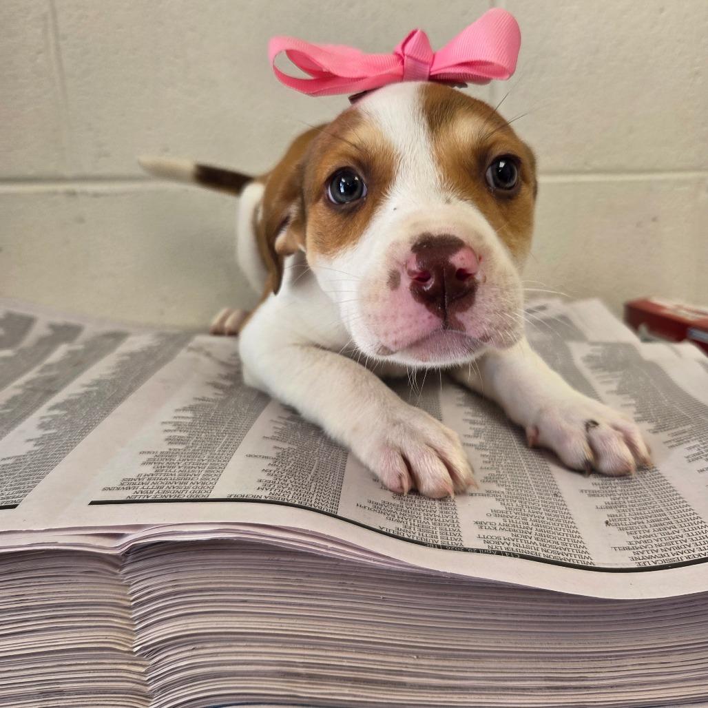 Amber (in PA), a Adoptable mixed breed in Huntsville, AL image 5/6