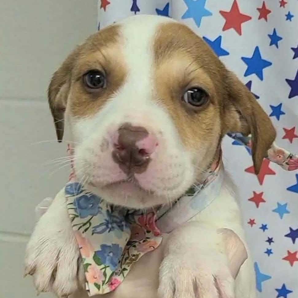 Amber (in PA), a Adoptable mixed breed in Huntsville, AL image 6/6