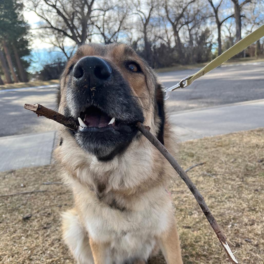 Enlarge Orian, a Adoptable Mixed Breed in Cheyenne, WY image 1/4