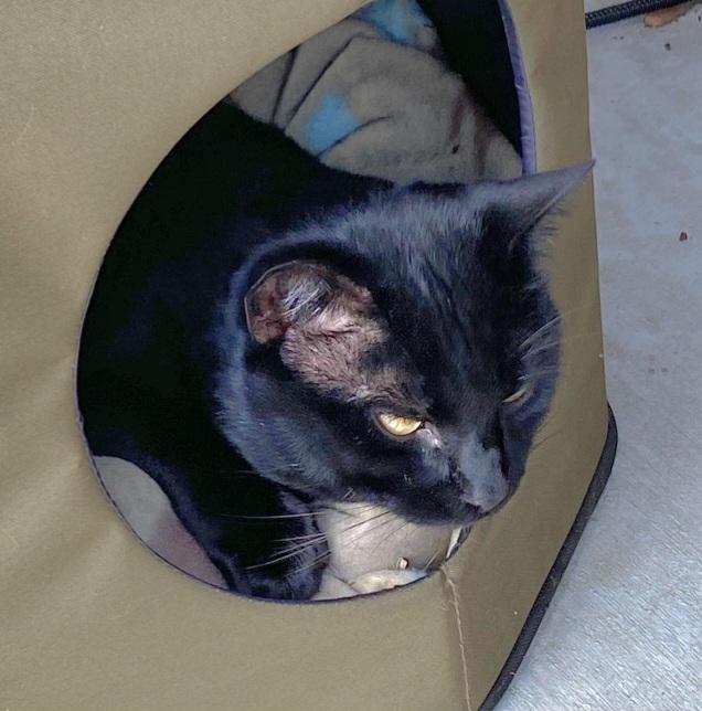 Enlarge Ocho, a Adoptable Domestic Short Hair in Springfield, OR image 1/2