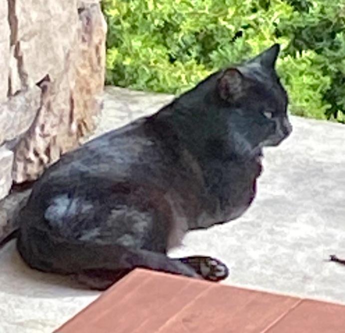 Enlarge Ocho, a Adoptable Domestic Short Hair in Springfield, OR image 2/2