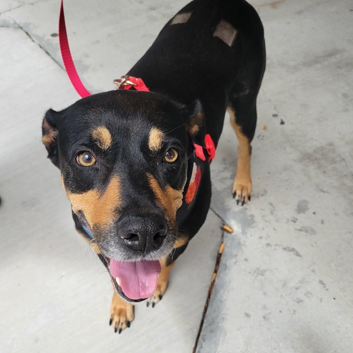 Enlarge Jolene , a ADOPTABLE Mixed Breed in LEHIGH ACRES, FL image 4/4