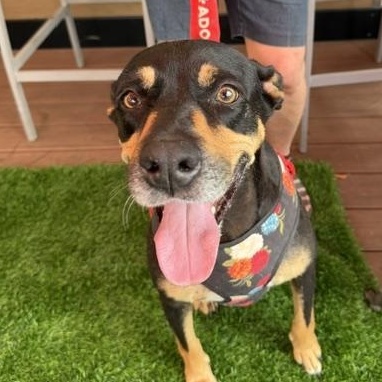 Jolene , a ADOPTABLE Mixed Breed in LEHIGH ACRES, FL image 6/6