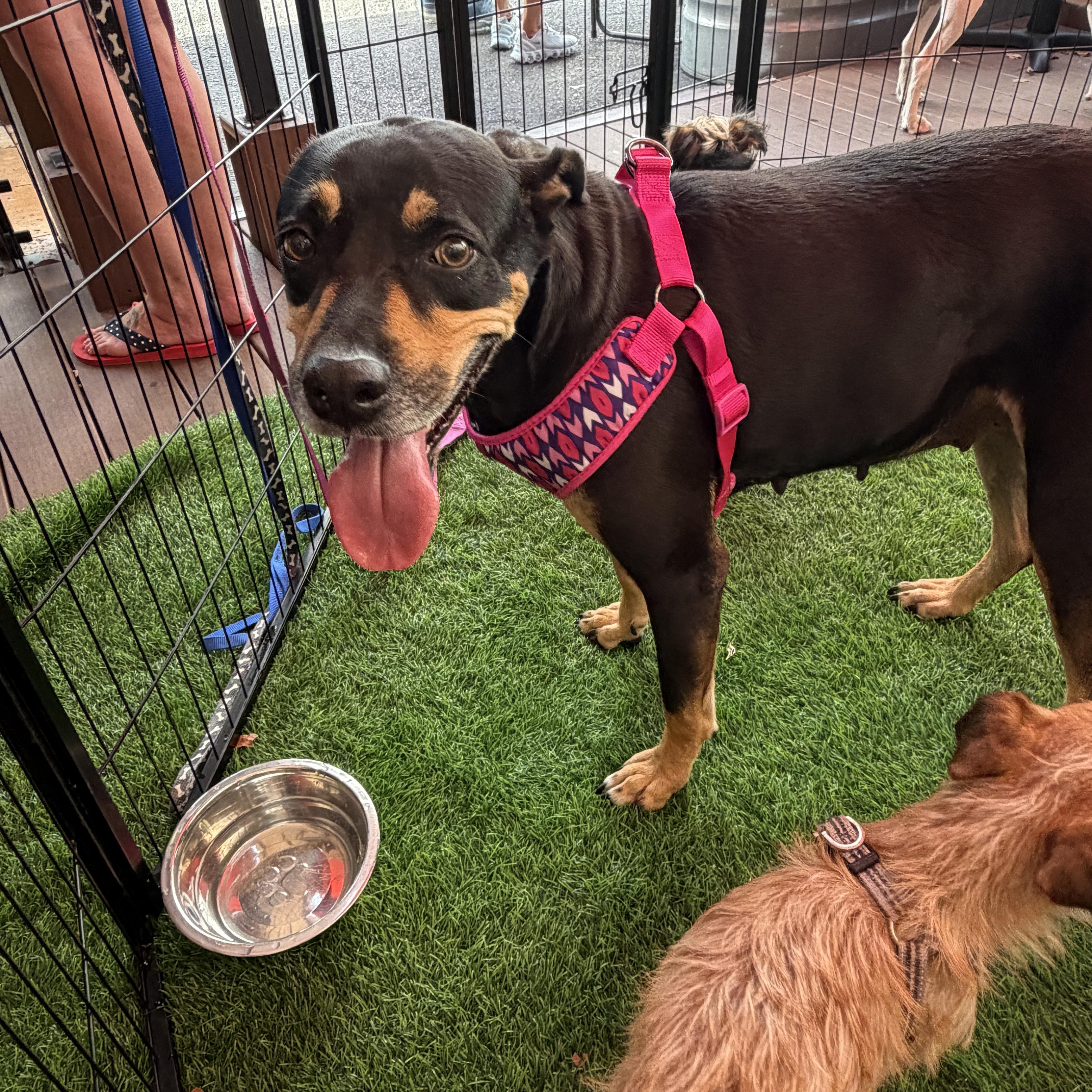 Jolene , adoptable, Adult Female Mixed Breed.