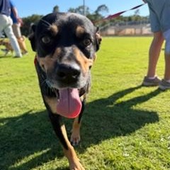 Enlarge Jolene , a ADOPTABLE Mixed Breed in LEHIGH ACRES, FL image 2/5