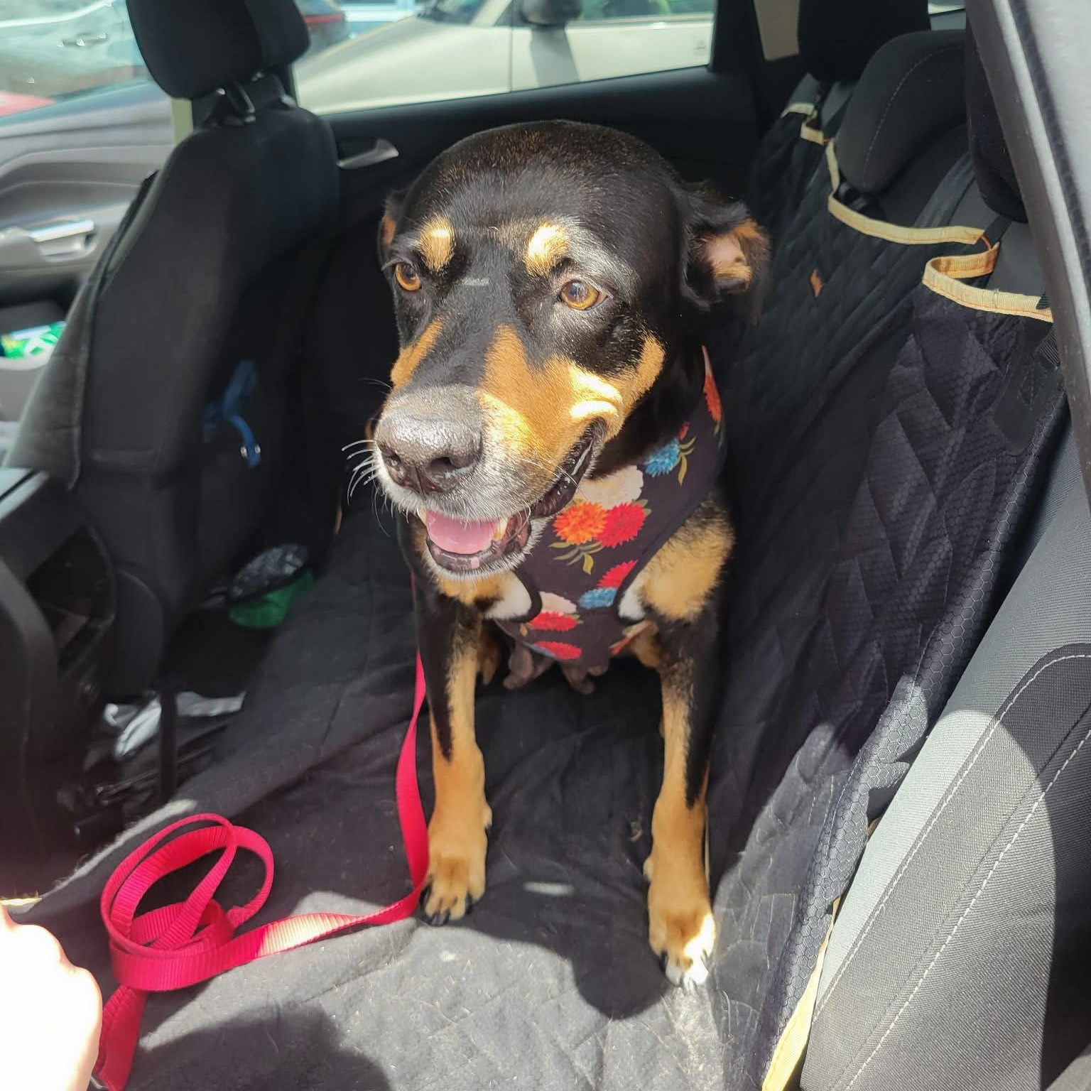 Enlarge Jolene , a ADOPTABLE Mixed Breed in LEHIGH ACRES, FL image 2/4