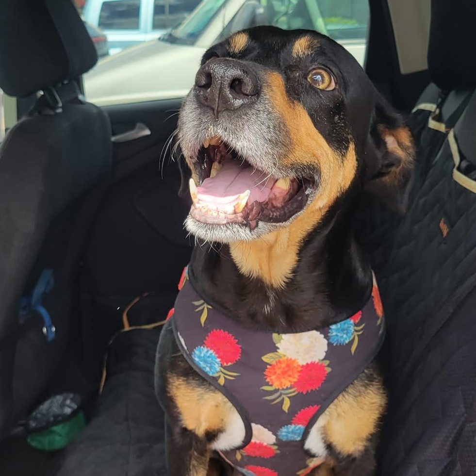 Enlarge Jolene , a ADOPTABLE Mixed Breed in LEHIGH ACRES, FL image 3/4