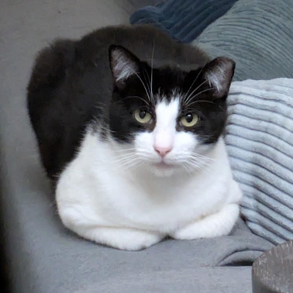 Cookie , ADOPTABLE, Young Male Domestic Short Hair.