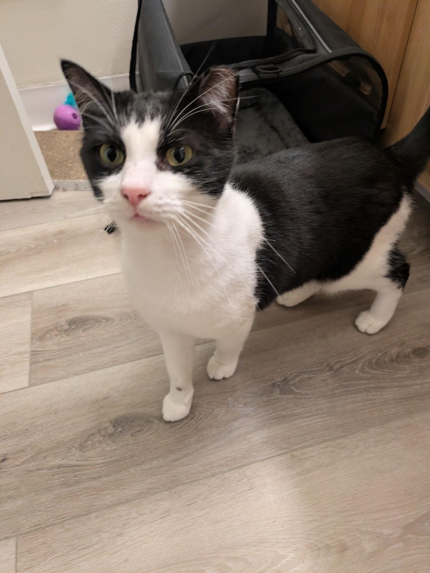 Enlarge Cookie , a ADOPTABLE Domestic Short Hair in San Mateo, CA image 2/3