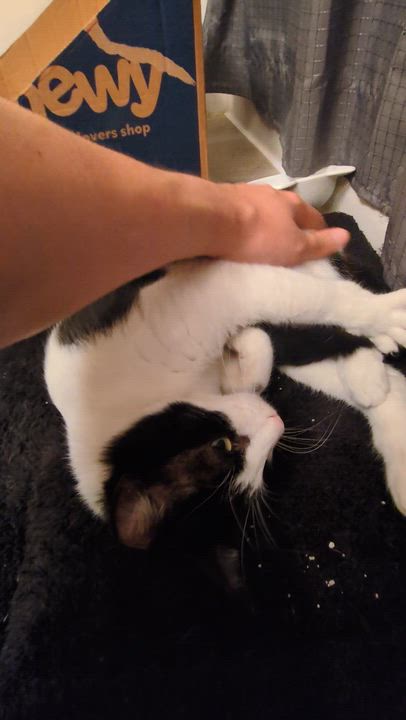 Enlarge Cookie , a ADOPTABLE Domestic Short Hair in San Mateo, CA video 3/3