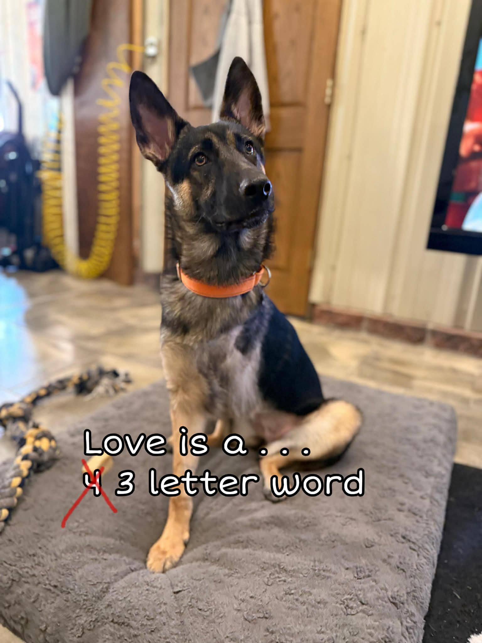 Enlarge Wovey , an adopted mixed breed in De Pere, WI image 1/5