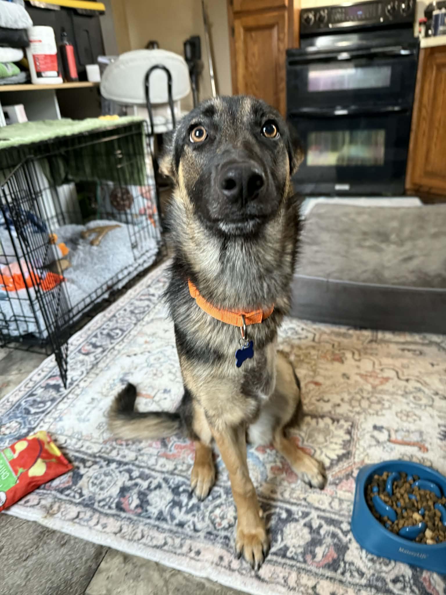 Wovey , a Adoptable mixed breed in De Pere, WI image 3/5