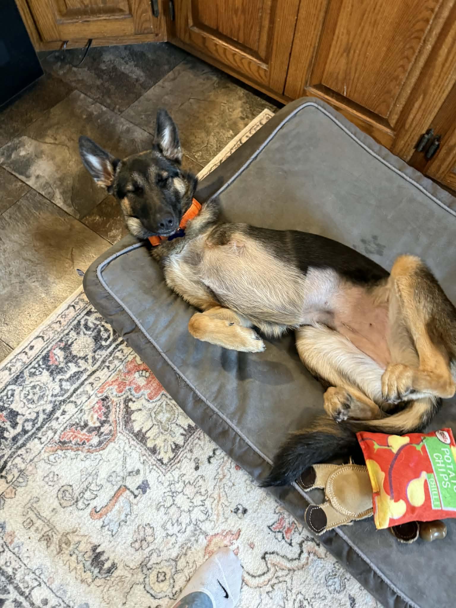 Wovey , a Adoptable mixed breed in De Pere, WI image 2/5