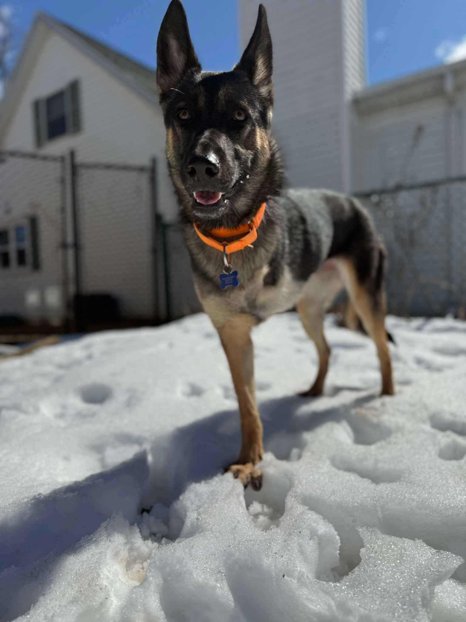 Enlarge Wovey , an adopted mixed breed in De Pere, WI image 5/5