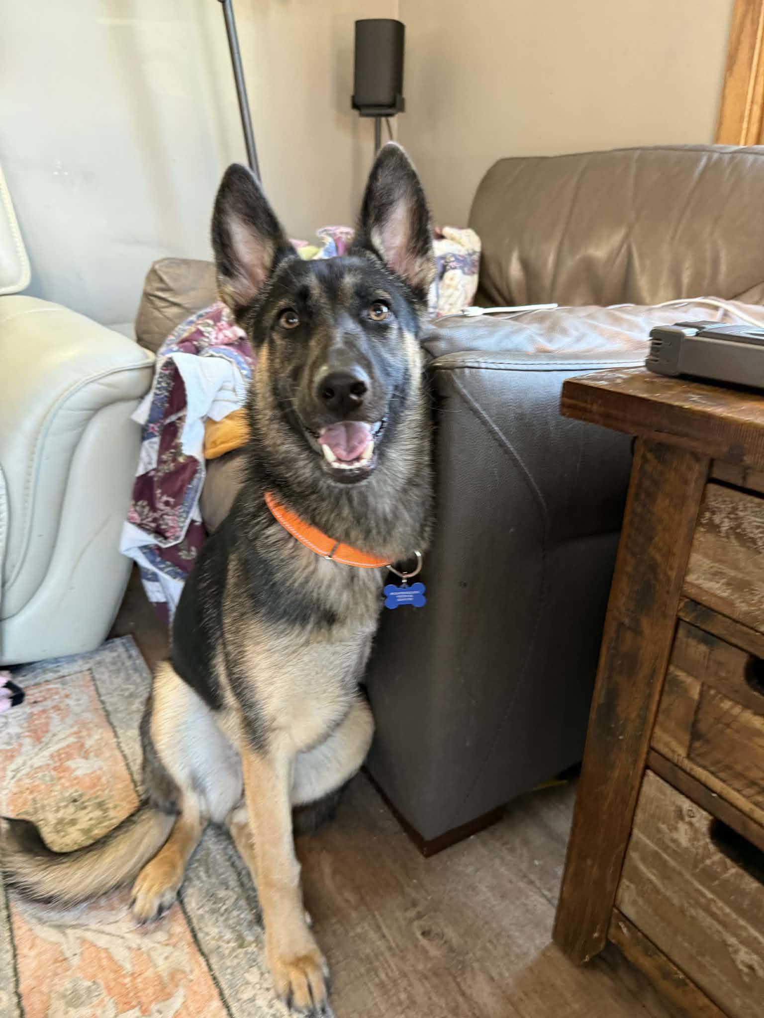 Wovey , a Adoptable mixed breed in De Pere, WI image 4/5