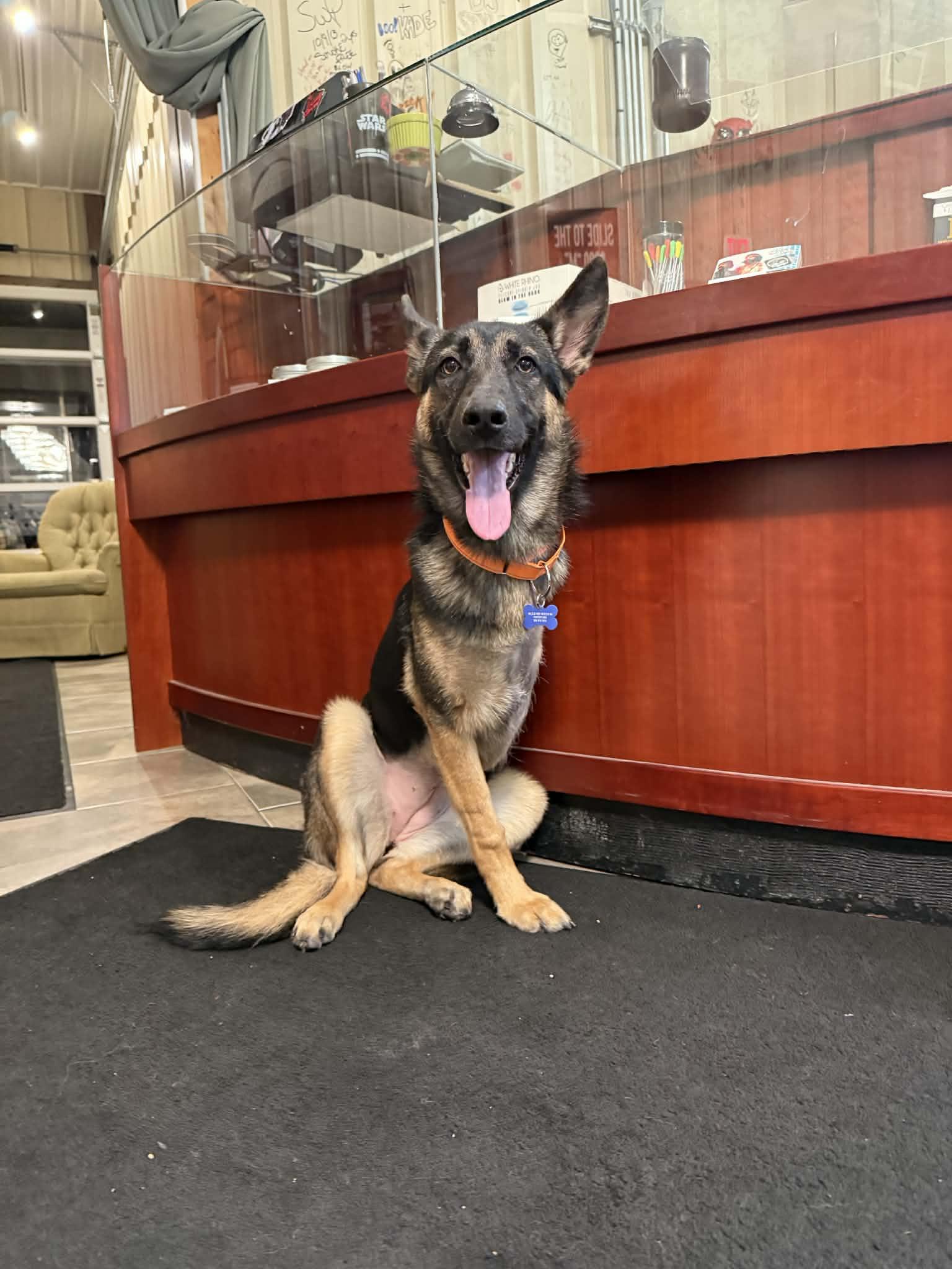 Wovey , a Adoptable mixed breed in De Pere, WI image 5/5