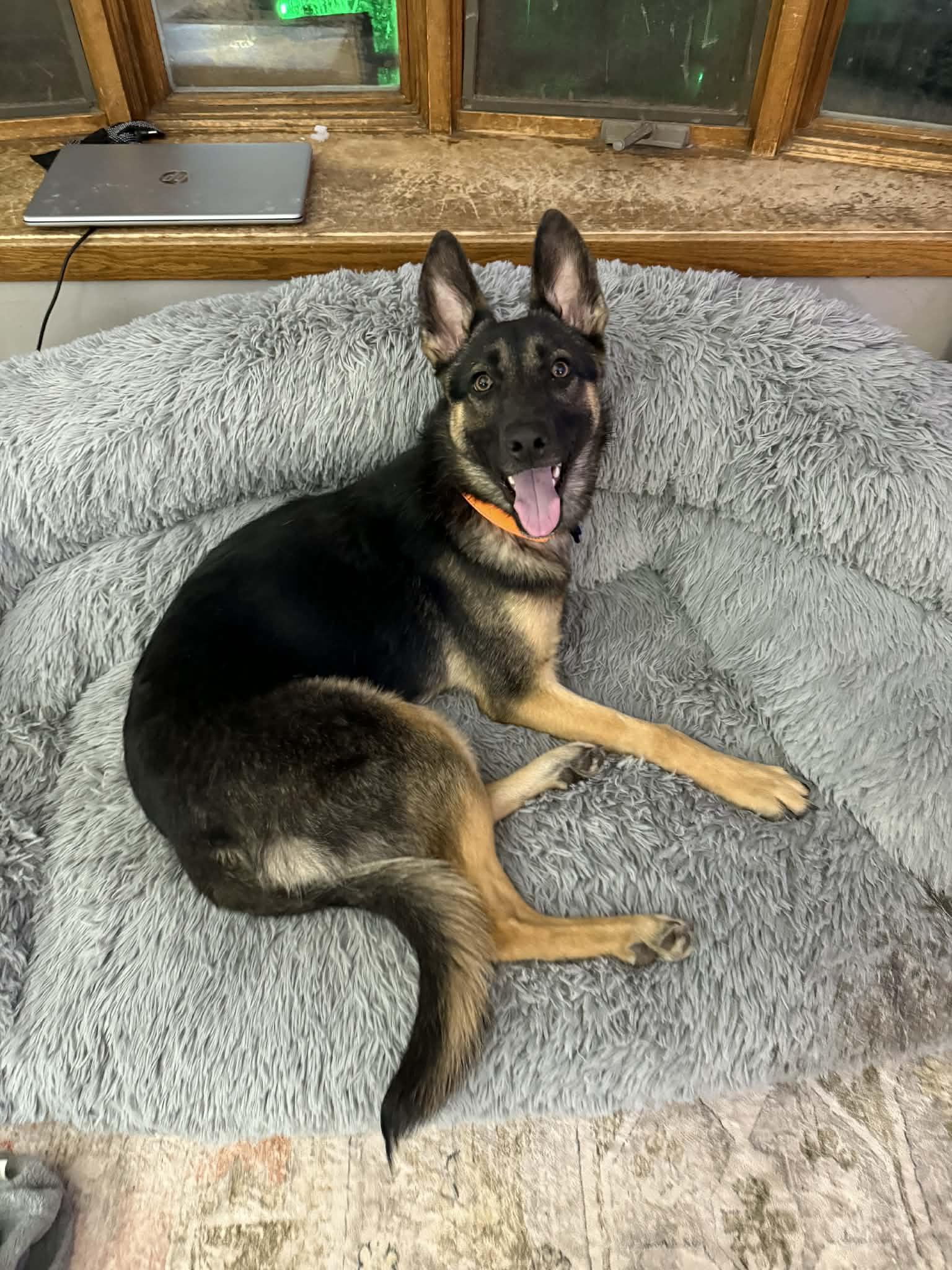 Wovey , a Adoptable mixed breed in De Pere, WI image 1/5