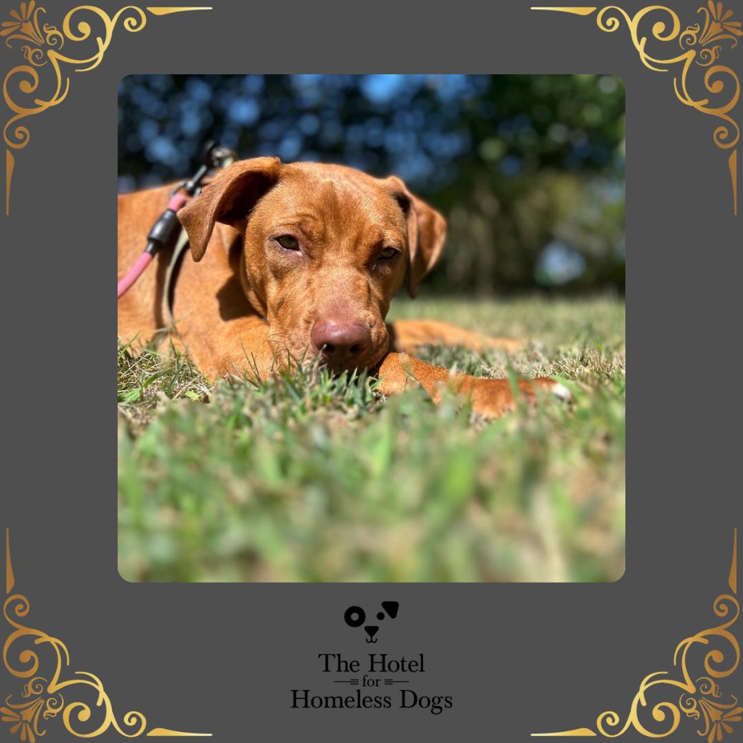 George, a Adoptable mixed breed in Cumberland, RI image 1/6