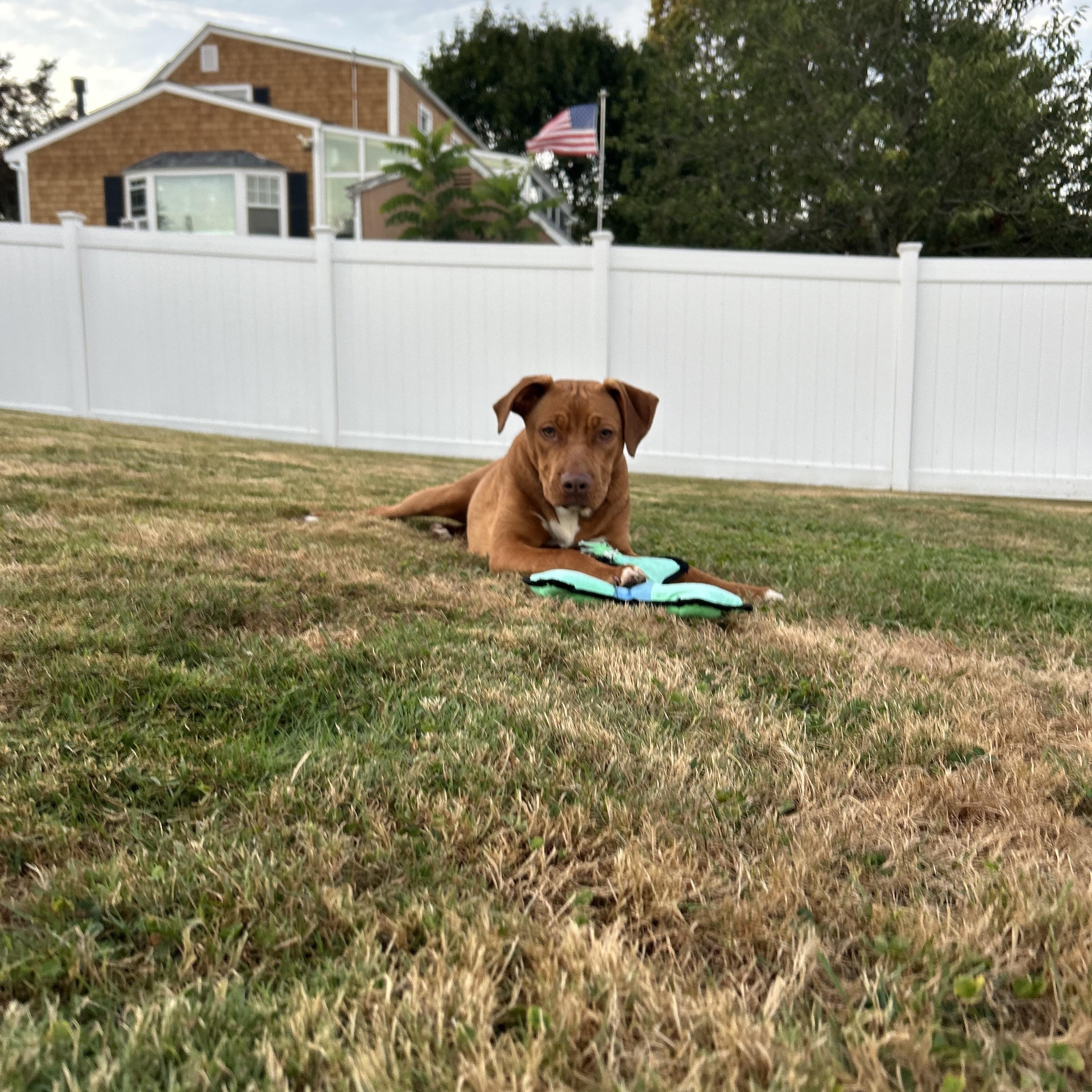 George, a Adoptable mixed breed in Cumberland, RI image 2/6