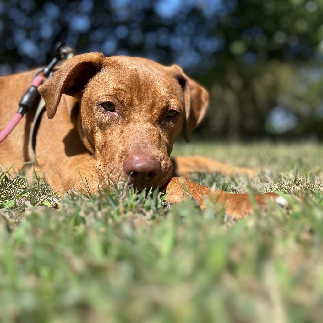 George, a Adoptable mixed breed in Cumberland, RI image 3/6